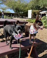 Dazey Daisy Bandana