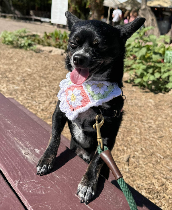 Dazey Daisy Bandana