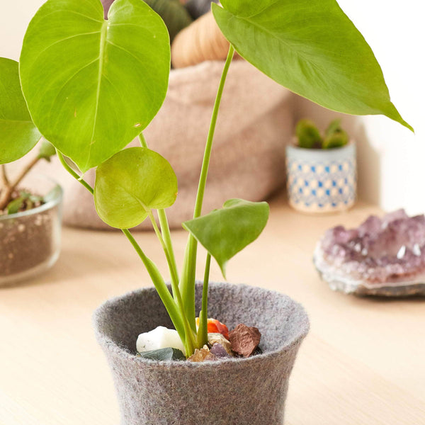 Felted Plant Cozy – Premier Yarns
